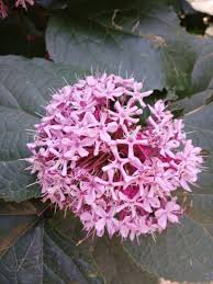 Image result for Clerodendrum poggei