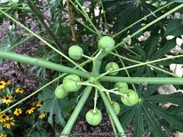 Image result for Manihot grahamii