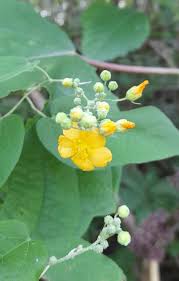 Image result for Wissadula