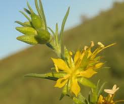 Image result for Vahlia dichotoma