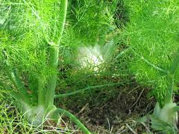 Adas atau juga biasa dikenal dengan nama fennel merupakan salah satu tanaman obat dan jenis rempah yang banyak digunakan di berbagai negara. 27 Manfaat Dan Khasiat Daun Adas Untuk Kesehatan Khasiat