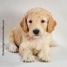 Get a boxer, husky, german shepherd beautiful mini goldendoodle puppies will be ready to be re homed on march 18. Junie S 2019 Medium English Goldendoodle Puppies Timberidge Goldendoodles English Goldendoodle Goldendoodle Puppy Goldendoodle