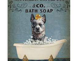 The australian cattle dog is known for its mottled coat, strong working nature, and headstrong personality. Cattle Dog Poster Etsy