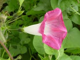Image result for Convolvulaceae