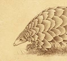 Pangolin Dailyconceptive Diarioconceptivo Pangolin Art Pangolin Animal Sketches