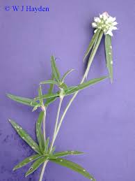 Image result for Spermacoce kirkii