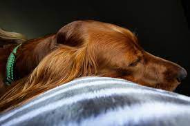 We provide caring and respectful cremation services for your beloved pet. How To Deal With The Loss Of A Pet Pet Funeral Pets Pet Memorials