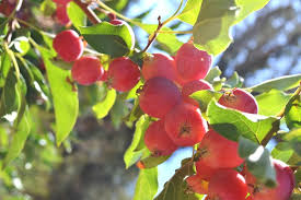 Many grow 15 to 20 feet tall and wide. Manchurian Crabapple Orchard Pollinator Used In Wenatchee Area Crab Apple Crabapple Tree Fruit Tree Nursery
