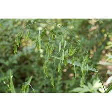 Image result for Chasmanthium latifolium