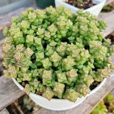 Image result for Crassula granvikii