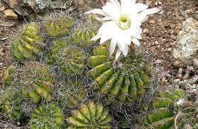 Tipos de cactus sin pinchos. 7 Tipos De Cactus Y Suculentas Muy Raros Que Llaman La Atencion Del Mundo La 100