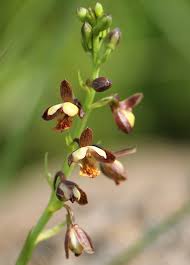 Image result for Eulophia tenella