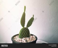 Growing thick pads of cactus, specifically bunny ears cactus is a common problem among beginners, so we made this video to show you how. Beautiful Cactus Image Photo Free Trial Bigstock