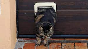 Most family cats are spayed or neutered. How To Put A Cat On A Diet When You Have Multiple Cats