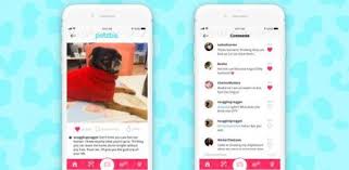 Colección de dariana castro • última actualización: El Instagram Para Perros Y Gatos Se Llama Petzbe