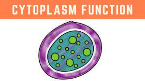 Check spelling or type a new query. Cytoplasm Function More Than Just The Clear Liquid Of The Cell Youtube