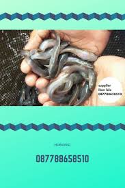 Ready Stock Hubungi 087788658510 Supplier Ikan Lele Ikan Pancing
