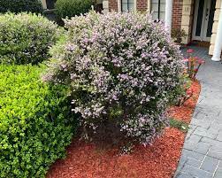 Coleonema Pulchellum Gardensonline