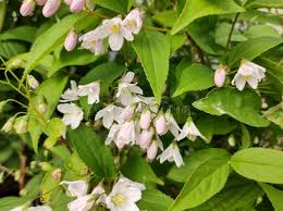 Image result for Deutzia x hybrida ′Mont Rose