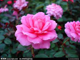 Chinese Rose Beautiful Flowers Rose Flowers