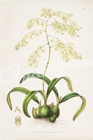 Orchids 02066 Epidendrum Aromaticum Botanical Floral Botany Natural Naturalist Nature Flowers Flow Floral Prints Art Botanical Drawings Botanical Illustration