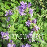 Campanula Glomerata Joan Elliott Bellflower Campanula Bellflower Perennials