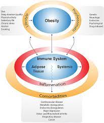 Frontiers The Impact Of Obesity And Lifestyle On The Immune System And Susceptibility To Infections Such As Covid 19 Nutrition