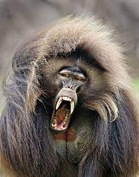 Gelada Monkey Screaming Baboon Not A Baboon Though It Does Look Like One Zoo Animals Animals Beautiful Animals Wild