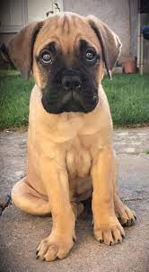 Beautiful Bullmastiff Puppy Still Wanted To Get Marks I Was This Close To Persuading My Mom Bull Mastiff Puppies Mastiff Puppies Cute Cats And Dogs