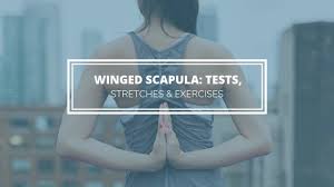 Image result for Winged Scapula