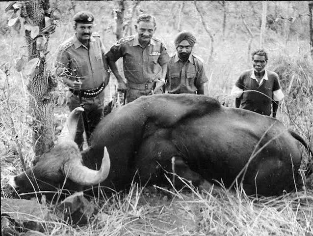 Wildbuzz: Big boars & bolt actions in war | Hindustan Times