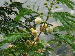 Image result for Leucas milanjiana