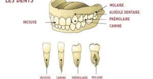 Les Triangles Noirs Entre Les Dents L Orthodontie Peut Les Supprimer Rapidement