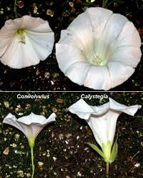 I use a hand sprayer to spritz individual plants. Bindweeds Field And Hedge Bindweed Cornell Weed Identification