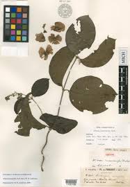 Image result for Acridocarpus chloropterus