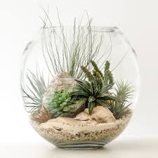 The leaves of venus fly trap are covered with fine hairs. Classic Desert Air Plants Decor Succulent Terrarium Plants