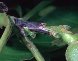 Image result for Walnut blight