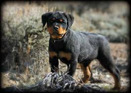 Impressive looks, wonderful happy temperaments. German Rottweiler Puppies For Sale In Nc Petsidi