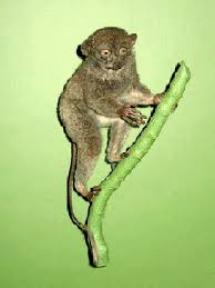 The sangihe tarsier tarsius sangirensis also known as sangihe island tarsier is a small primate found on sangir island which is located about 200 kilomet. Horsfield S Tarsier