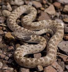 Texas Night Snake Hypsiglena Torquata Jani Snake Texas Snakes Animal Crackers