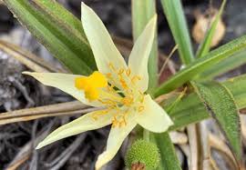 Image result for Velloziaceae