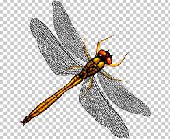 Dragonfly Mosquito Stock Insect Png Clipart Arthropod