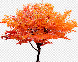 Find the perfect red maple tree stock photos and editorial news pictures from getty images. Red Maple Tree Red Maple Leaf Trees Png Pngwing