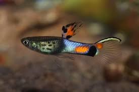 Fish Compatible With Guppies Tank Mates Betta Fish Guppy Aquarium Fish