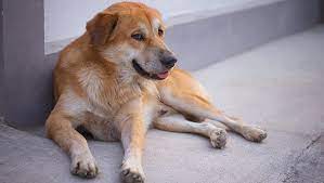 Why Does Your Dog S Tongue Stick Out Here Are 4 Reasons Dogtime
