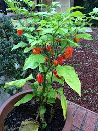 Chilli Tree At The Chilli Factory Chilli Tree Chilli Vegetables