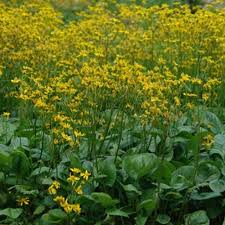 Image result for Senecio sp.no.3