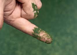 Image result for Wolffia