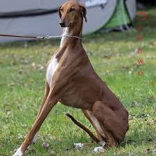 Azawakh Dog Breed Information Popular Pictures Grey Hound Dog Dog Breeds Dogs