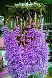 Quando si tratta di fiori da b alcone, le piante pendenti sono le più gettonate. Garden Plant Info Fiori Rari Fiori Orchidea Fiori Esotici